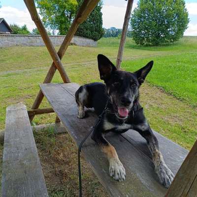 Rassen raten (Tierschutzhündin aus Kroatien)-Beitrag-Bild