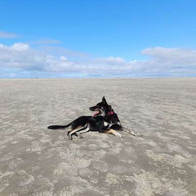 aktuelles Foto Gruppe Reisen mit Hund