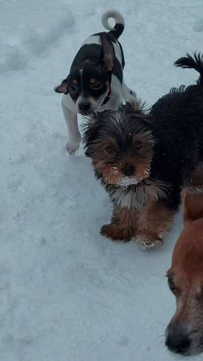 Welpen Bilder !-Beitrag-Bild