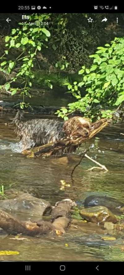 Dogorama-Monats-Challenge-Mai "Wasser"-Beitrag-Bild