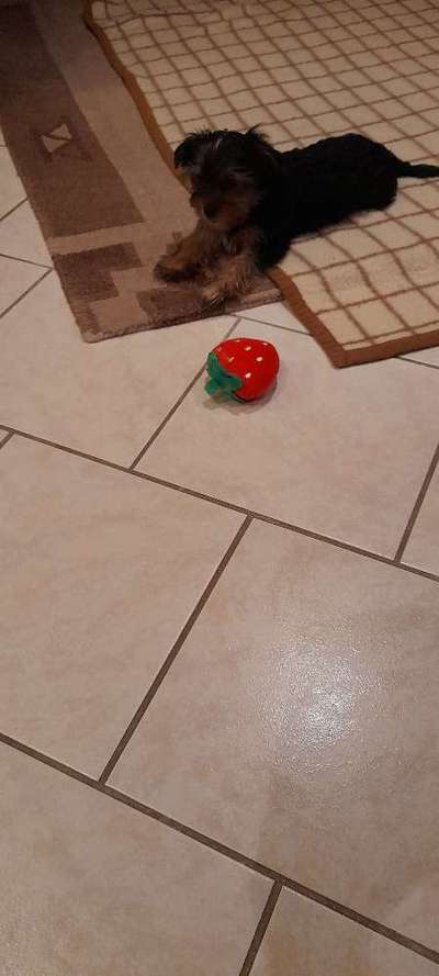 Welpen Bilder !-Beitrag-Bild