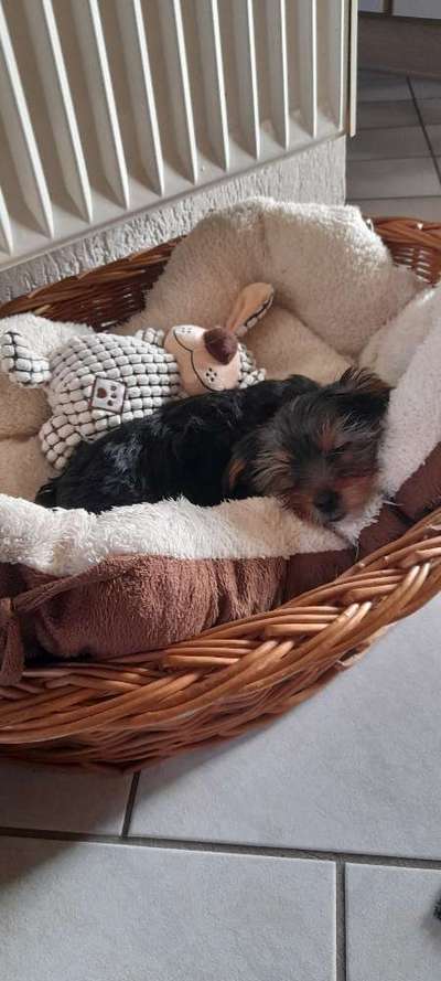 Welpen Bilder !-Beitrag-Bild