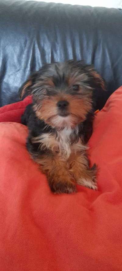 Welpen Bilder !-Beitrag-Bild