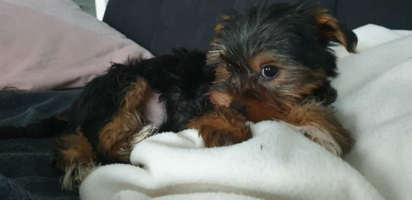 Welpen Bilder !-Beitrag-Bild