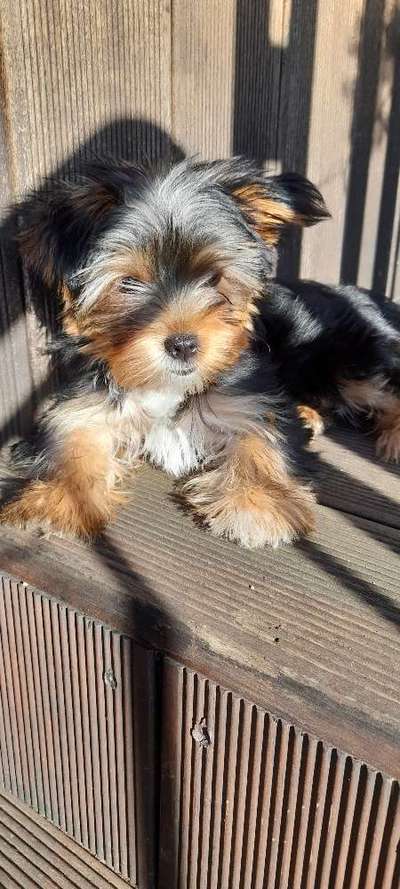 Yorkshire Terrier-Beitrag-Bild