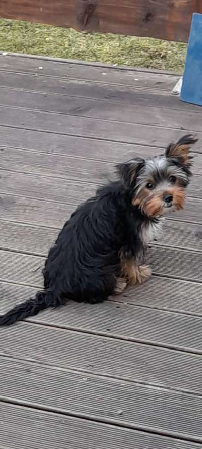 yorkshire Terrier austausch-Beitrag-Bild