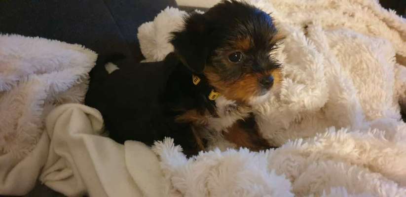 Als Welpen sind sie alle noch süßer-Beitrag-Bild