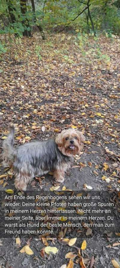 Yorkshire Terrier-Beitrag-Bild