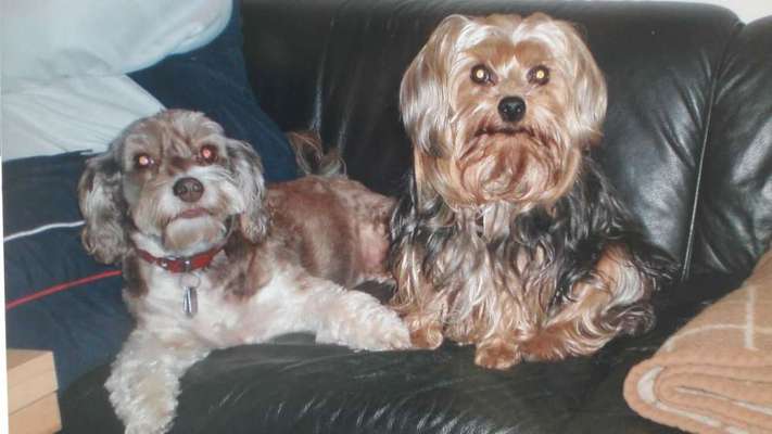 euer ältester Hund ?-Beitrag-Bild