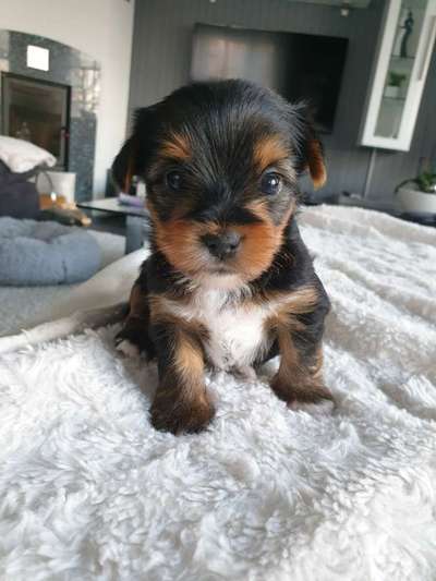 Als Welpen sind sie alle noch süßer-Beitrag-Bild