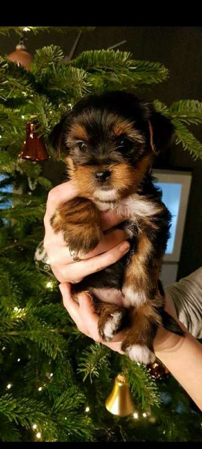 Welpen Bilder !-Beitrag-Bild