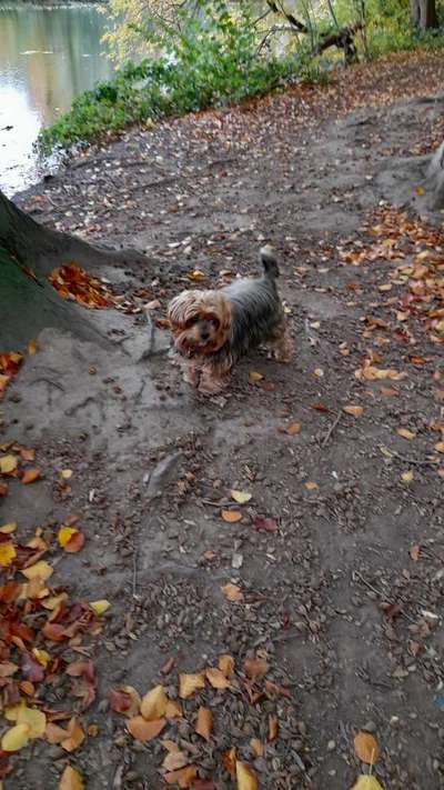 Yorkshire Terrier-Beitrag-Bild