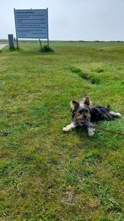 Die Dogorama Wochen Challenge: “Dein Hund im Urlaub”-Beitrag-Bild