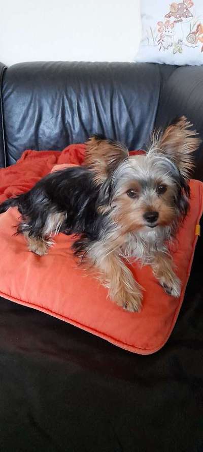 Yorkshire Terrier-Beitrag-Bild