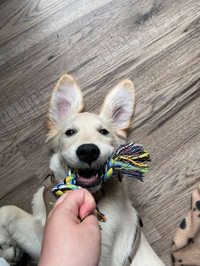 Golden Retriever-Beitrag-Bild