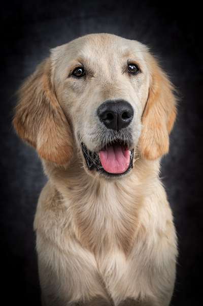 Golden Retriever-Beitrag-Bild
