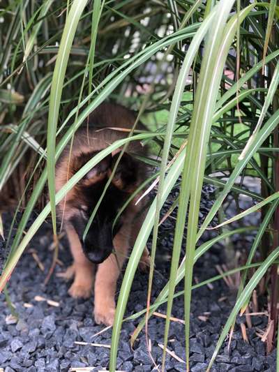 Die Dogorama Monats Challenge "Es grünt und blüht"-Beitrag-Bild