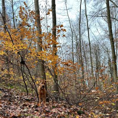 Hundetreffen-Gassirunde-Bild