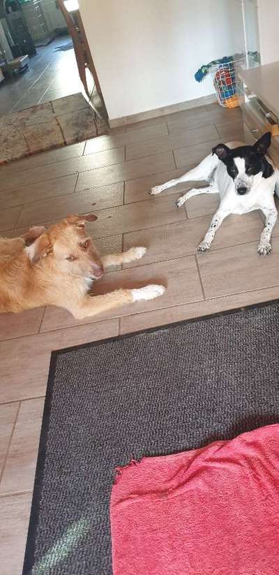 TierschutzhundeStammtisch🐕-Beitrag-Bild