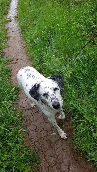 Unsere Fellnasen im Regenbogenland-Beitrag-Bild