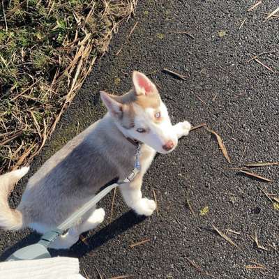 Hundetreffen-Welpen treffen-Bild