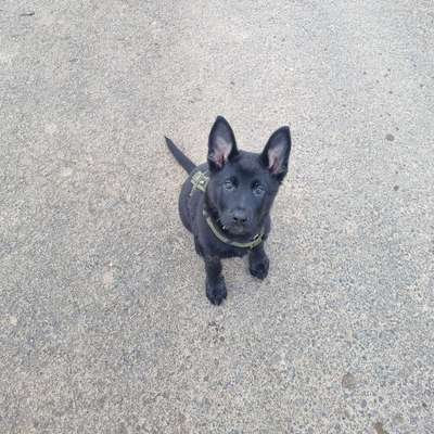 Hundetreffen-Trainingstreffen-Bild