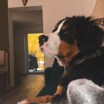 Hundetreffen-Playdate/Dpazierrunde-Bild