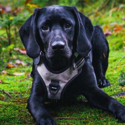 Hundetreffen-Hundefreunde gesucht zum spazieren gehen und spielen 🐕🐕‍🦺-Bild
