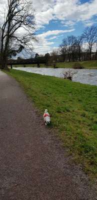 Hundeauslaufgebiet-An der Wutach-Bild