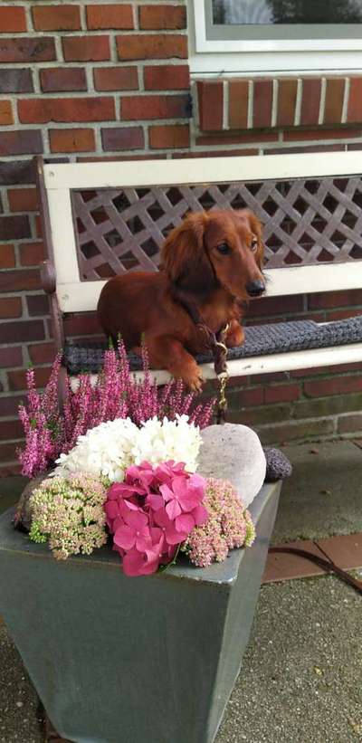 Reinrassige Hunde?-Beitrag-Bild