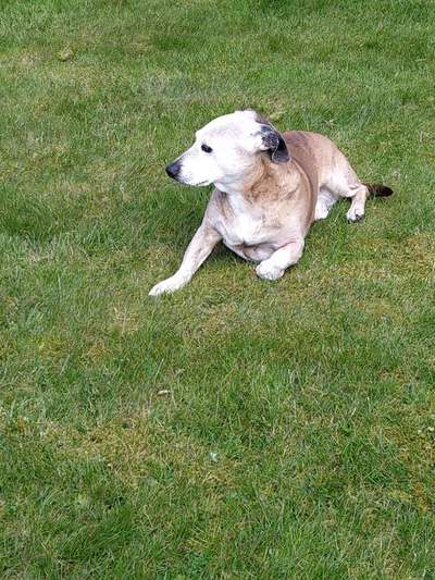 Patterdale Terrier-Beitrag-Bild