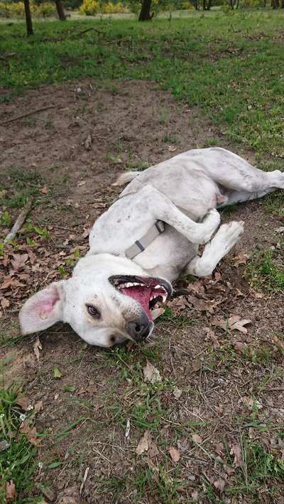 Die Dogorama-Wochen-Challenge "Die schönste Grimasse"-Beitrag-Bild