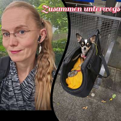 Hundetreffen-Treffen im hundegarten (eingezäunt)