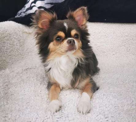 Wo sind die Chihuahua Besitzer ?-Beitrag-Bild