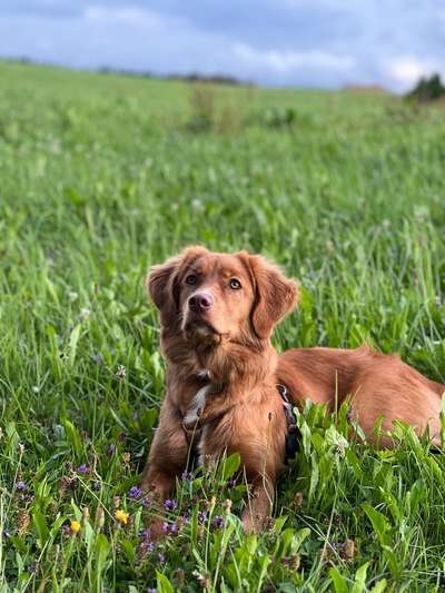 Nova Scotia Duck Tolling Retriever-Beitrag-Bild