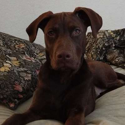 Hundetreffen-Gassi und Spielfreunde gesucht 🐕-Bild