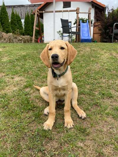 Mischlinge raten - Rätselspaß-Beitrag-Bild