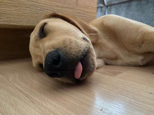 Tongue Out Tuesday-Beitrag-Bild