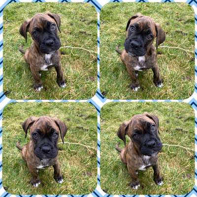 Welpen Bilder !-Beitrag-Bild