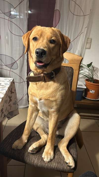 Labradorfans-Beitrag-Bild