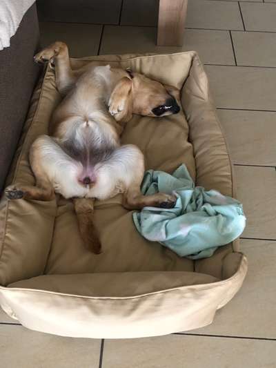 Dogorama Photo Challenge - Zeigt her eure Bäuche-Beitrag-Bild