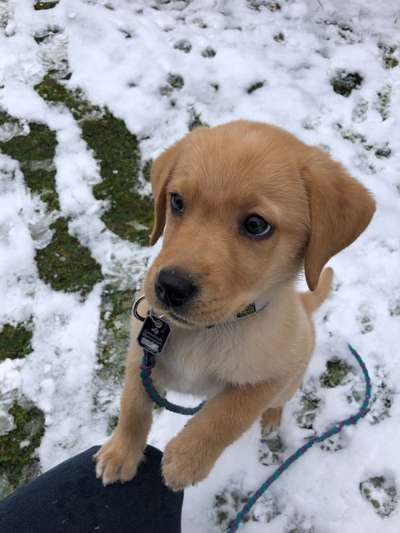 Labradorfans-Beitrag-Bild