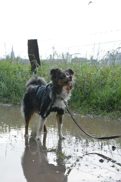 Dogorama-Monats-Challenge-Mai "Wasser"-Beitrag-Bild