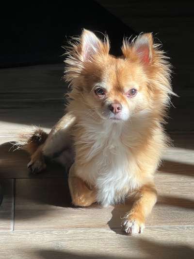 Wie heißt dein Hund?-Beitrag-Bild