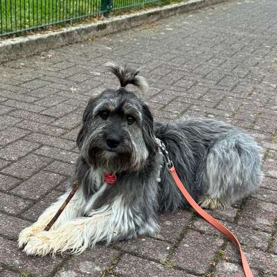Hundetreffen-Entspanntes Kennenlernen & Spielen in Dormagen (keine große Gruppe)-Bild