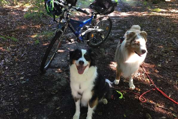 Hundesport?-Beitrag-Bild