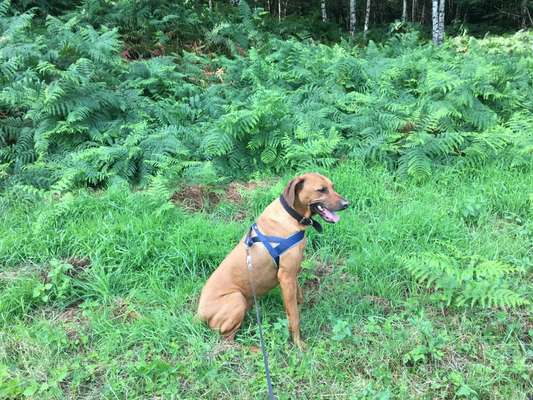 Farben Fotochallenge Thema ,,Grün"-Beitrag-Bild