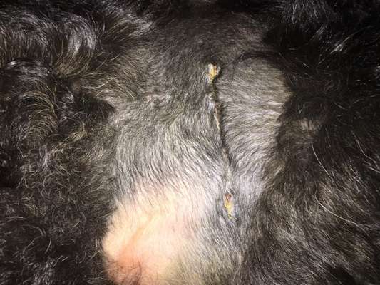 Knubbel entfernen ja oder nein?-Beitrag-Bild