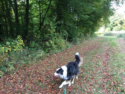 Herbst Bilder-Beitrag-Bild