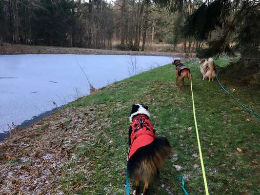 Freddys Kummerkasten-Beitrag-Bild